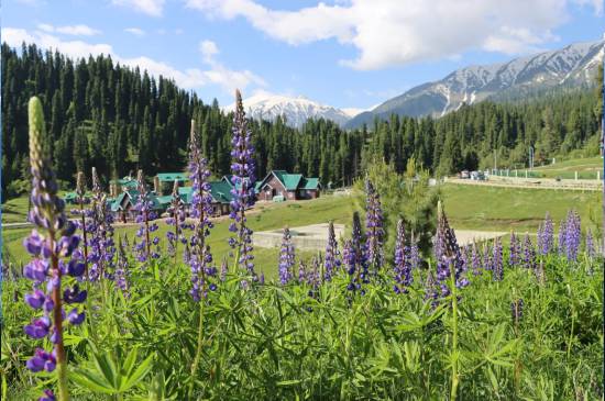 Pretty Kashmir Package